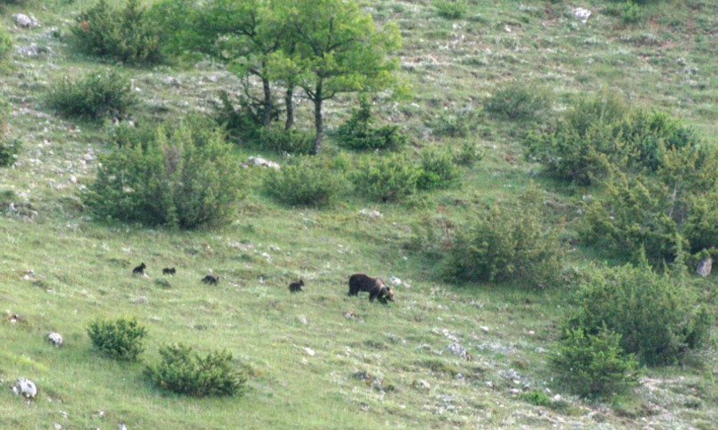 orsa cuccioli parco nazionale abruzzo