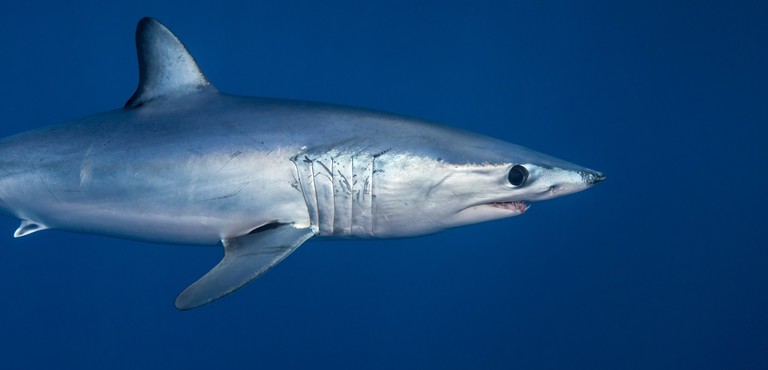 Squalo Mako Catturato Nel Golfo Di Catania Con Il Ciancolo