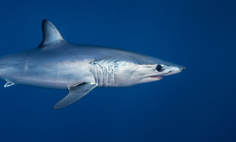 raro squalo Mako ucciso catania