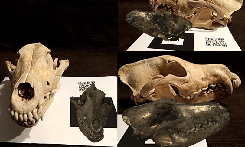 primi lupi vissero 1,8 milioni anni fa ricercatori italiani scoprono resti