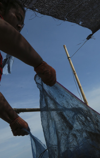 Pesca intensiva e altre minacce