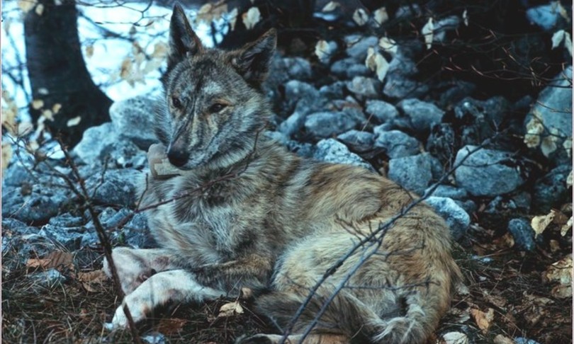 lupi rischiano estinzione per ibridi con cani