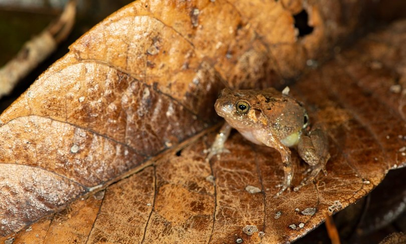 Scoperta nuova specie rana diamante Madagascar