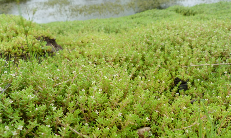 specie aliene minacciano ecosistema italiano alto impatto
