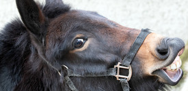 A Tuscania una mula ha partorito un puledro