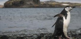 I pinguini dell'Antartide sono sopravvissuti bene a una stagione senza ghiacci