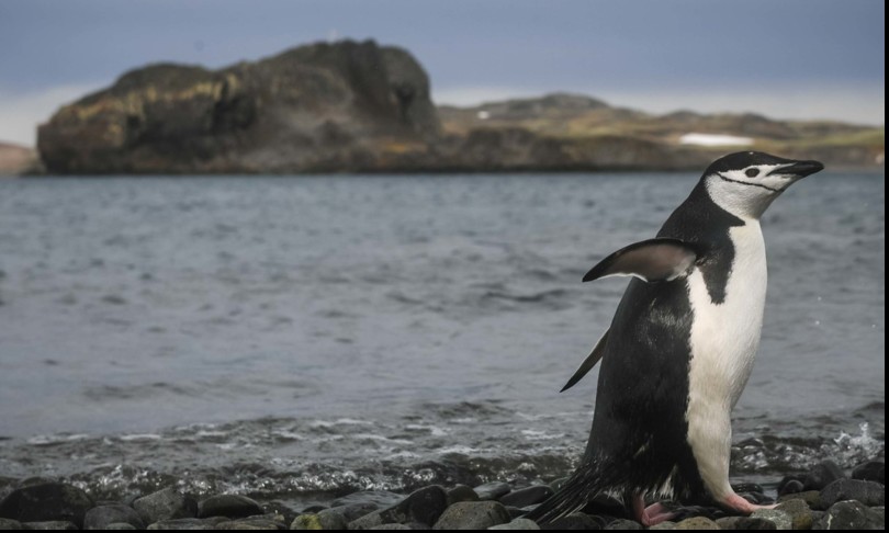 antartide pinguini sopravvissuti senza ghiacci