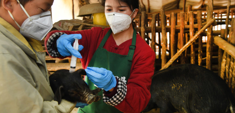 Scoperto Nei Maiali In Cina Un Nuovo Virus Capace Di Causare Una