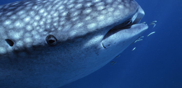C E Uno Squalo Che Ha Gli Occhi Corazzati