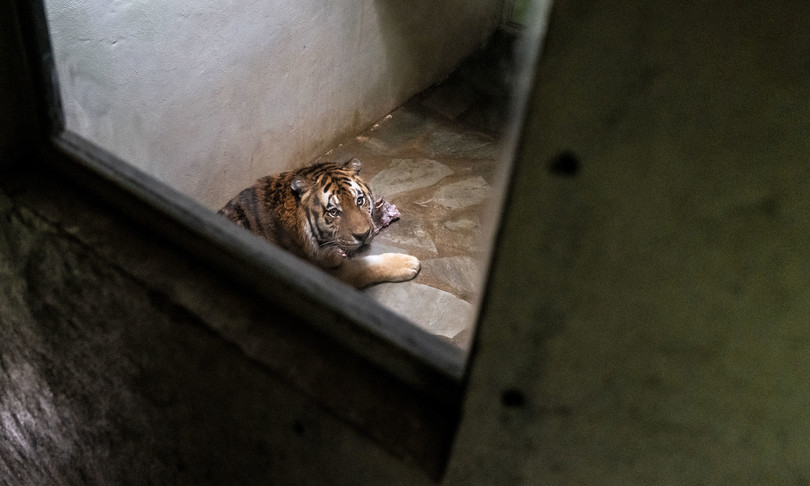 custode zoo di Zurigo uccisa da tigre