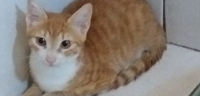 Il Gatto Che Sbarco A Lampedusa Dalla Tunisia Alla Quarantena