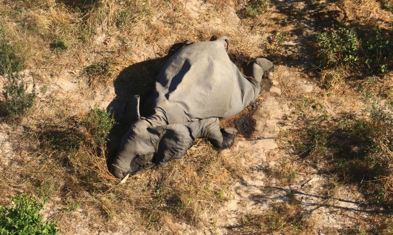 strage elefanti botswana virus morti