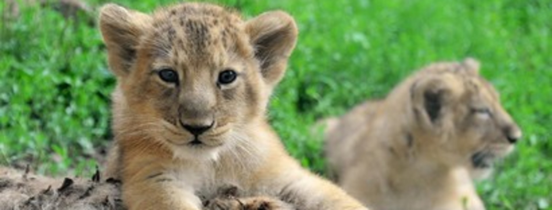 Le due leoncine del Bioparco di Roma