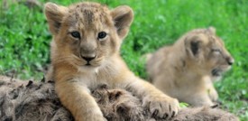 Le due leoncine del Bioparco di Roma