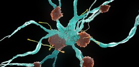 Individuato un gene che contrasta il morbo di Alzheimer