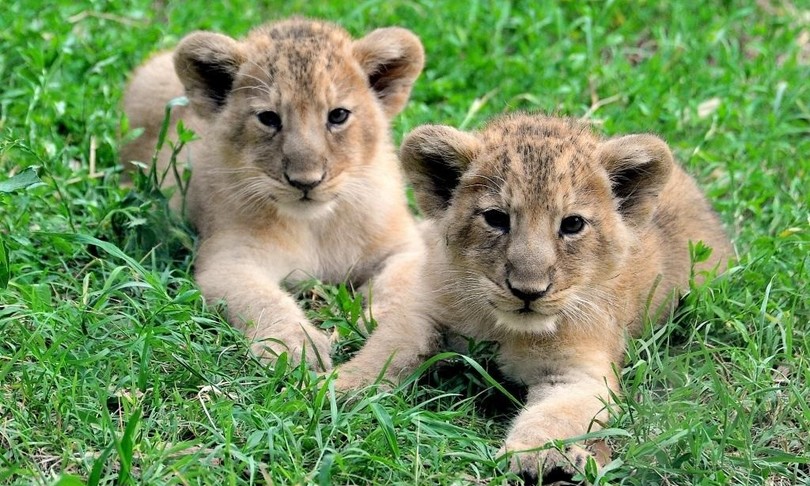 leoncine nate bioparco hanno nome