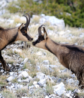 Il camoscio appenninico non rischia più l'estinzione