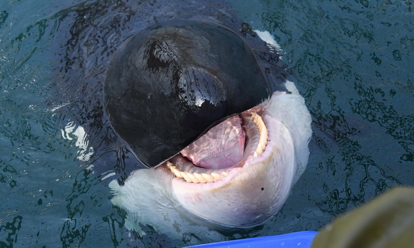 cucciolo morto orca di nuovo incinta