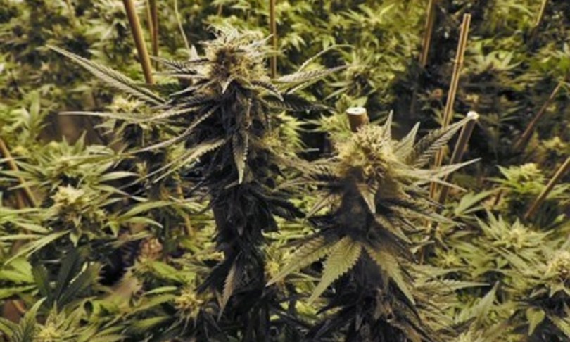 droga sequestrate settemila piante marijuana gioia tauro