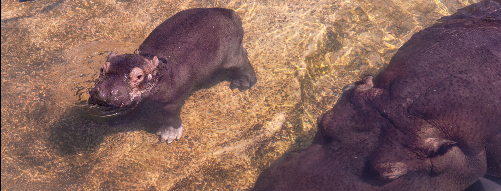 Il cucciolo di ippopotamo nato al Bioparco di Torino