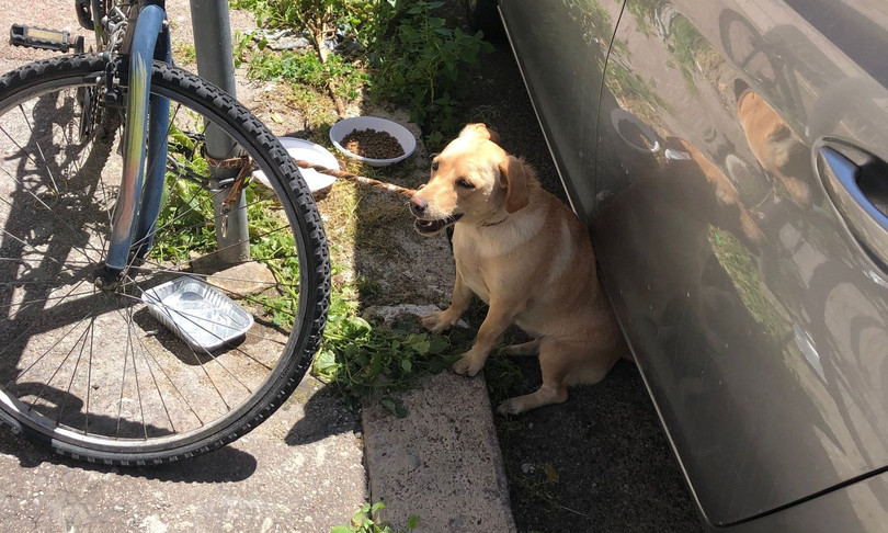 cagnolina salvata adottata poliziotto roma