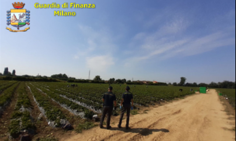 sequestrata StraBerry sfruttamento braccianti caporalato
