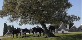 Il Festival dei Sensi, primo "safari culturale" d'Italia