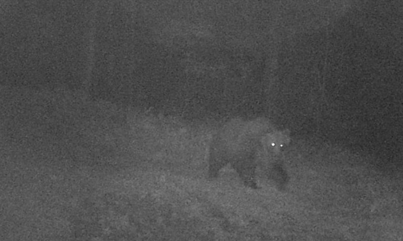 catturato orso m49 evaso luglio