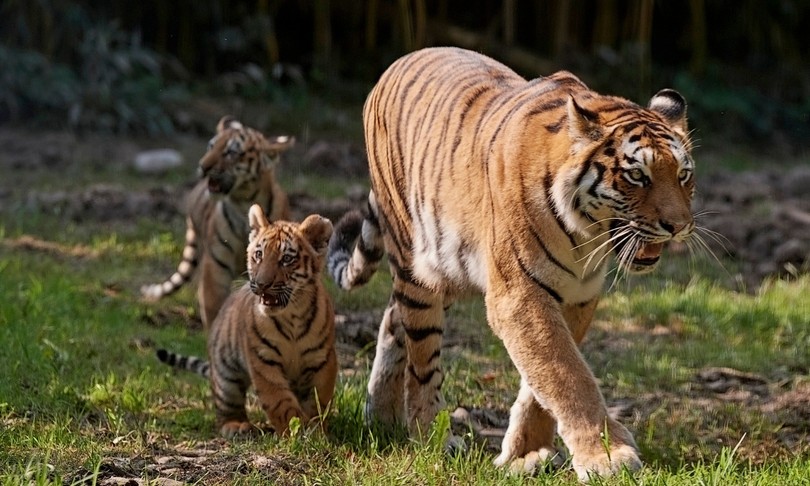tigrotti siberiani bussolengo luva