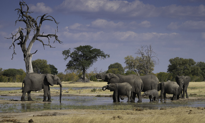 wwf allarme biodiversita persi due terzi fauna selvatica
