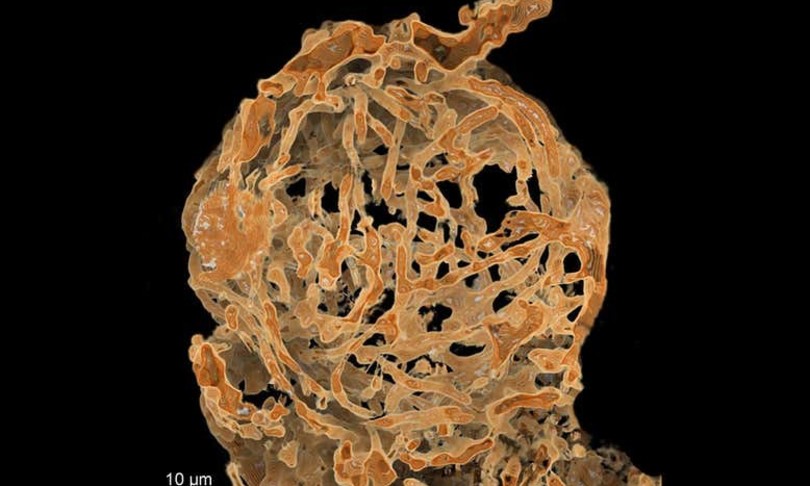spermatozoi gamberetti fossili