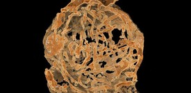 Sono dei gamberetti i più antichi spermatozoi mai ritrovati