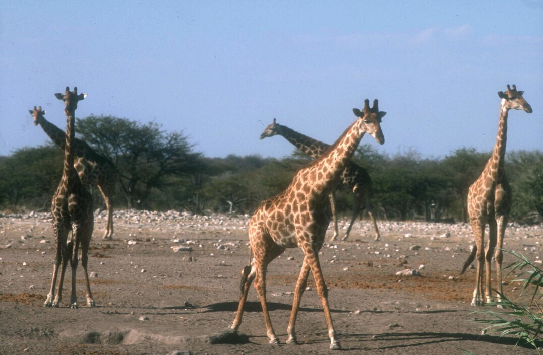 Riclassificata la giraffa africana, ne esistono 4 specie