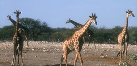 Le "corna" sulla testa della giraffa sono parafulmini letali