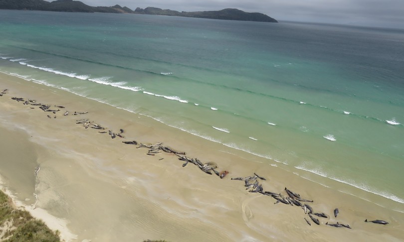 australia balene spiaggiate