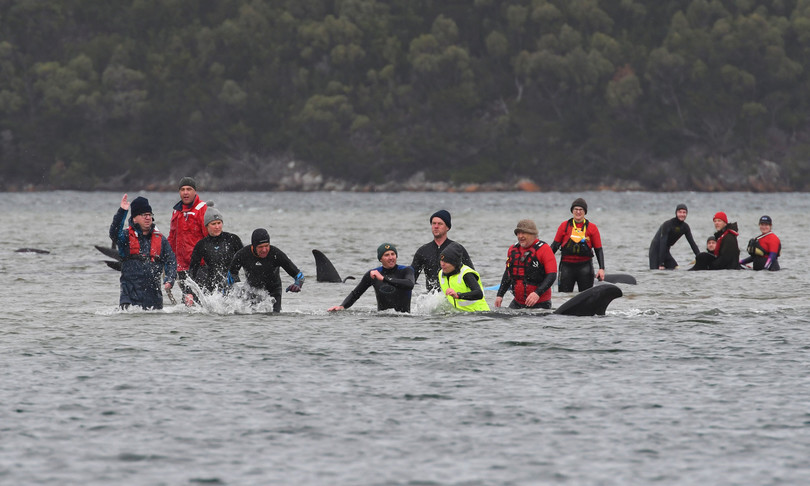 Spiaggiate 270 balene Australia 90 morte