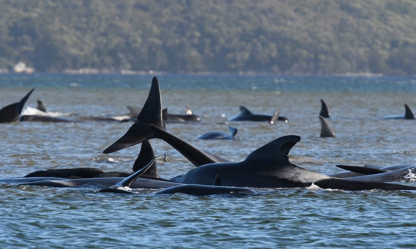 Spiaggiate 270 balene Australia 90 morte