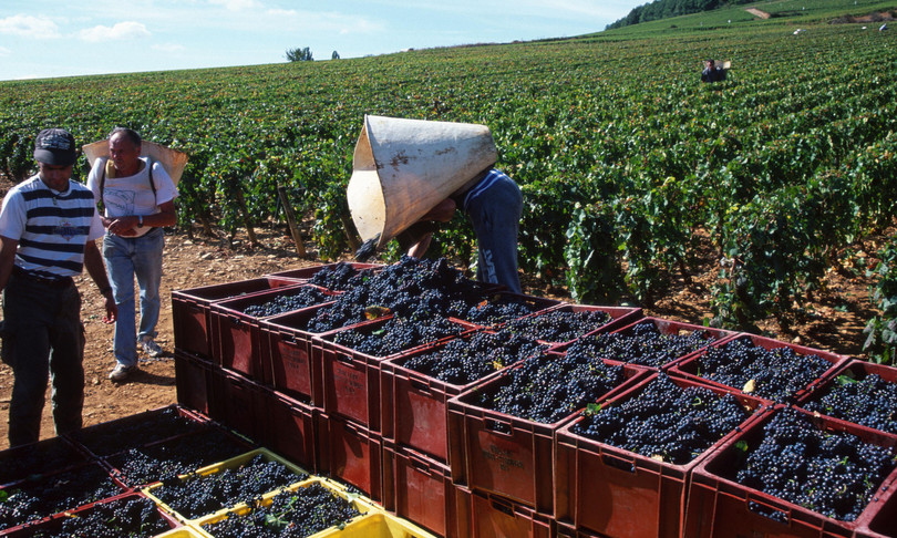vino chianti vendemmia eccezionale