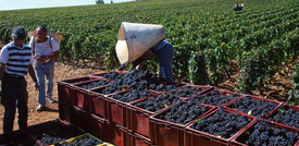 Per il Chianti sarà una vendemmia eccezionale