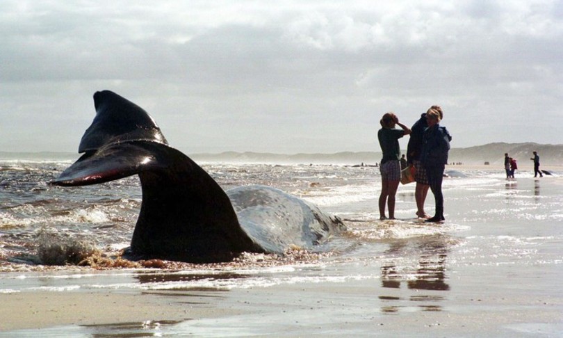 strage balene tasmania