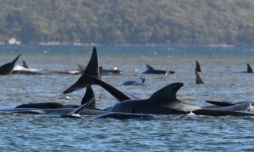 Australia salve 94 balene 470 spiaggiate