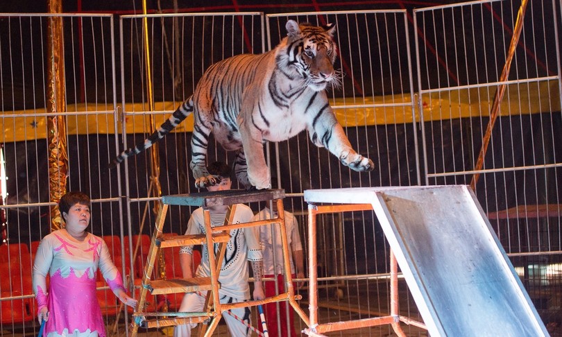 Francia divieto animali selvatici circo parchi acquatici tigri leoni