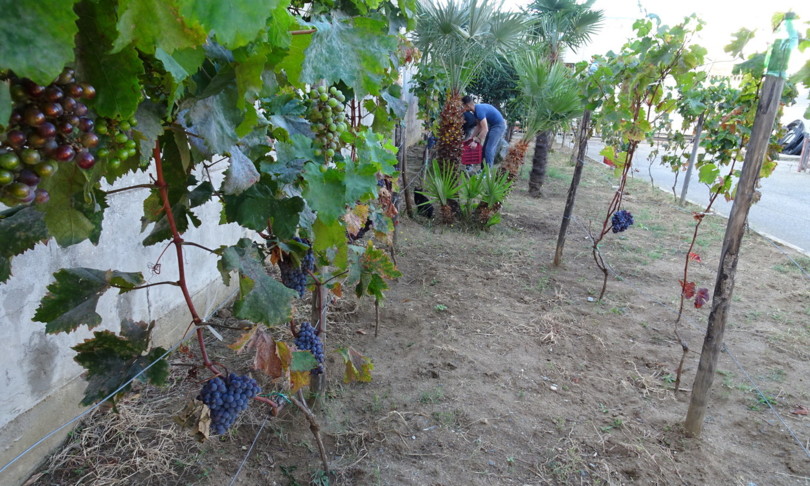 Vino Catanzaro Carcere