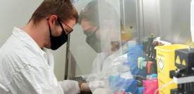 Il coronavirus aumenta l'infertilità maschile?
