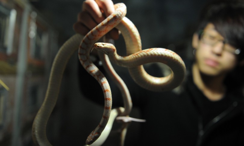 sequestrati rettili specie esotiche