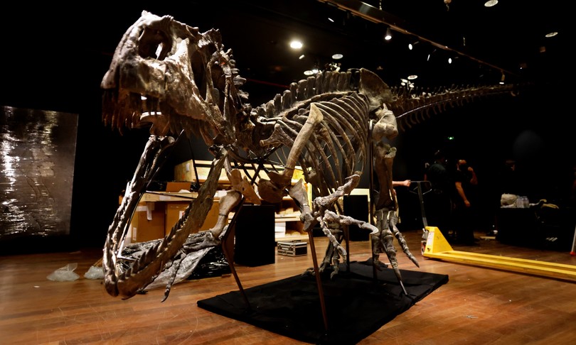 scheletro dinosauro asta allosauro