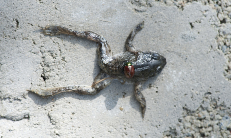 lotta biologica allo scarabeo giapponese