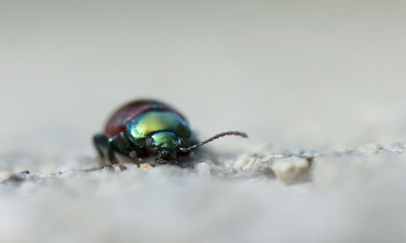 lotta biologica allo scarabeo giapponese
