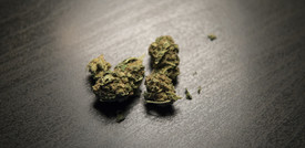 La cannabis light diventa sostanza "stupefacente"