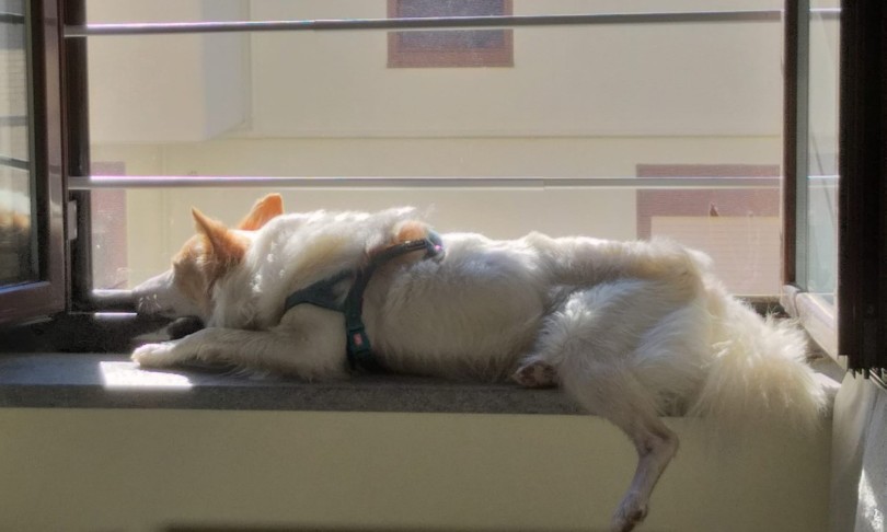 cani crisi mezza eta tre anni